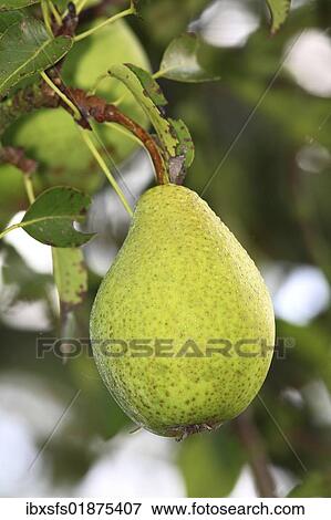 Untreated pear growing on a tree View Large Photo Image Stock Photo - Untreated pear growing on a tree. Fotosearch