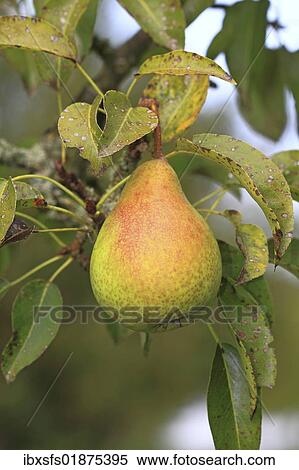Untreated pear growing on a tree View Large Photo Image Stock Photography - Untreated pear growing on a tree. Fotosearch