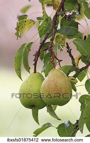 Stock Image - Untreated pears growing on a tree. Fotosearch