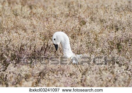 "Upland Goose or Magellan Goose (Chloephaga picta), male, drake, grazing in tall grass, New Island, Falkland Islands, South America" View Large Photo Image Stock Photo - "Upland Goose or Magellan Goose (Chloephaga picta), male, drake, grazing in tall grass, New Island, Falkland Islands, South America". Fotosearch