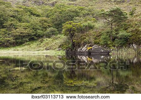 "Upper Lake, Killarney National Park, Killarney, County Kerry, Ireland, Europe" View Large Photo Image Stock Image - "Upper Lake, Killarney National Park, Killarney, County Kerry, Ireland, Europe". Fotosearch