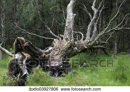 "Uprooted tree, County Wicklow, Ireland, Europe" View Large Photo Image Stock Photograph - "Uprooted tree, County Wicklow, Ireland, Europe". Fotosearch