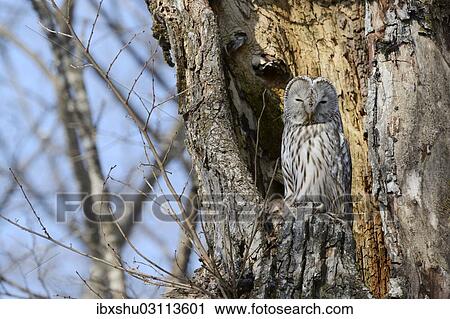 "Ural owl (Strix uralensis) perched on an old tree trunk, nesting in the old tree, Kawayu Onsen, Kushiro, Hokkaido, Japan, Asia" View Large Photo Image Stock Image - "Ural owl (Strix uralensis) perched on an old tree trunk, nesting in the old tree, Kawayu Onsen, Kushiro, Hokkaido, Japan, Asia". Fotosearch