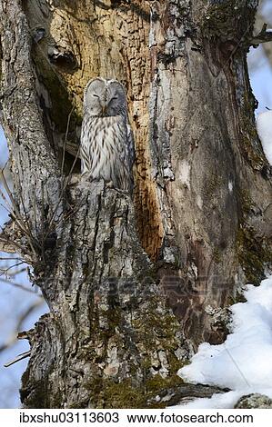 "Ural owl (Strix uralensis) perched on an old tree trunk, nesting in the old tree, Kawayu Onsen, Kushiro, Hokkaido, Japan, Asia" View Large Photo Image Stock Image - "Ural owl (Strix uralensis) perched on an old tree trunk, nesting in the old tree, Kawayu Onsen, Kushiro, Hokkaido, Japan, Asia". Fotosearch