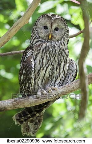 "Ural Owl (Strix uralensis), Neuschoenau outdoor animal enclosure, Bavarian Forest, Bavaria, Germany, Europe" View Large Photo Image Stock Photograph - "Ural Owl (Strix uralensis), Neuschoenau outdoor animal enclosure, Bavarian Forest, Bavaria, Germany, Europe". Fotosearch