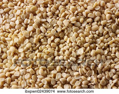 Urid Dhal or Dal beans or lentils View Large Photo Image Picture - Urid Dhal or Dal beans or lentils. Fotosearch