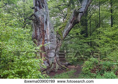 "Urwald Sababurg primary forest in spring, North Hesse, Hesse, Germany, Europe" View Large Photo Image Stock Photo - "Urwald Sababurg primary forest in spring, North Hesse, Hesse, Germany, Europe". Fotosearch