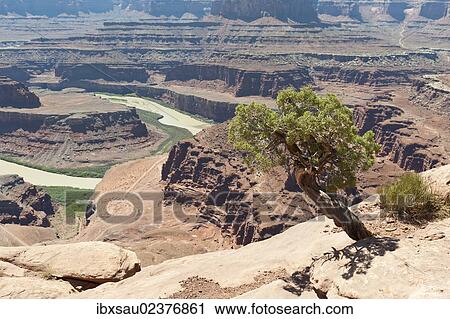 "Utah juniper (Juniperus osteosperma), eroded landscape, canyons, red sandstone, river, Colorado River, Meander Overlook, Dead Horse Point State Park, Utah, Western United States, USA, United States of America, North America" View Large Photo Image Stock Image - "Utah juniper (Juniperus osteosperma), eroded landscape, canyons, red sandstone, river, Colorado River, Meander Overlook, Dead Horse Point State Park, Utah, Western United States, USA, United States of America, North America". Fotosearch