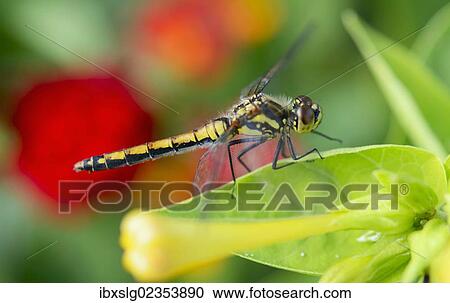Vagrant Darter (Sympetrum vulgatum) on the leaf of a four o'clock flower or marvel of Peru (Mirabilis jalapa) View Large Photo Image Stock Image - Vagrant Darter (Sympetrum vulgatum) on the leaf of a four o'clock flower or marvel of Peru (Mirabilis jalapa). Fotosearch