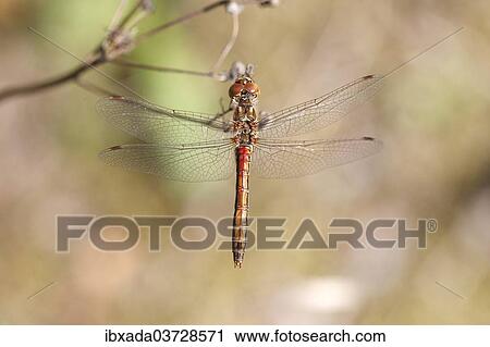"Vagrant Darter (Sympetrum vulgatum), female, North Rhine-Westphalia, Germany, Europe" View Large Photo Image Stock Image - "Vagrant Darter (Sympetrum vulgatum), female, North Rhine-Westphalia, Germany, Europe". Fotosearch