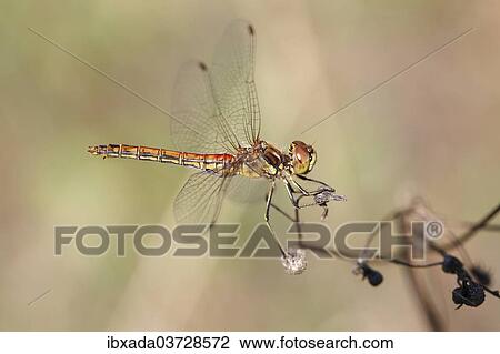 "Vagrant Darter (Sympetrum vulgatum), female, North Rhine-Westphalia, Germany, Europe" View Large Photo Image Stock Image - "Vagrant Darter (Sympetrum vulgatum), female, North Rhine-Westphalia, Germany, Europe". Fotosearch