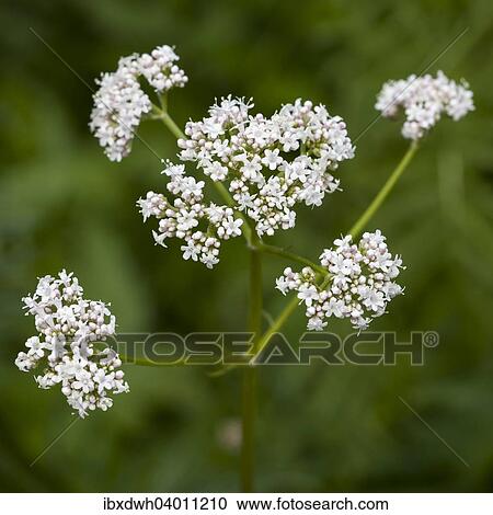 Valerian (Valeriana officinalis) flowers View Large Photo Image Stock Image - Valerian (Valeriana officinalis) flowers. Fotosearch