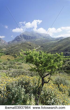 "Valley of Megalopotamos, Kouroupa and Xiro Mountains, Rethymno, Crete, Greece, Europe" View Large Photo Image Picture - "Valley of Megalopotamos, Kouroupa and Xiro Mountains, Rethymno, Crete, Greece, Europe". Fotosearch
