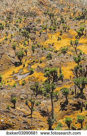"Valley with Afro-alpine vegetation, Giant Groundsels (Dendrosenecio) in the Rwenzori Mountains, Uganda, Africa" View Large Photo Image Stock Image - "Valley with Afro-alpine vegetation, Giant Groundsels (Dendrosenecio) in the Rwenzori Mountains, Uganda, Africa". Fotosearch