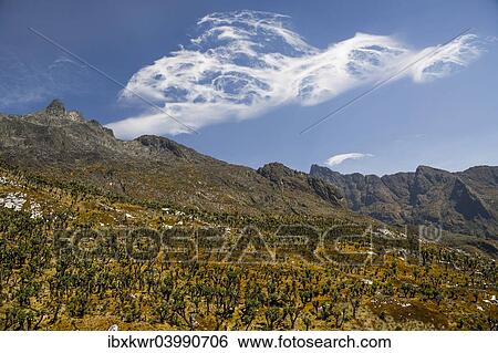 "Valley with Afro-alpine vegetation, Giant Groundsels (Dendrosenecio) in front of mountains in the Rwenzori Mountains, Kasese, Uganda, Africa" View Large Photo Image Stock Photograph - "Valley with Afro-alpine vegetation, Giant Groundsels (Dendrosenecio) in front of mountains in the Rwenzori Mountains, Kasese, Uganda, Africa". Fotosearch