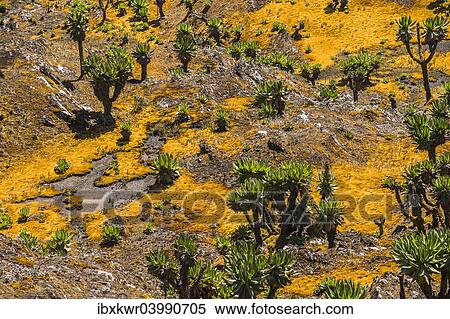 "Valley with Afro-alpine vegetation, Giant Groundsels (Dendrosenecio) in the Rwenzori Mountains, Uganda, Africa" View Large Photo Image Stock Photography - "Valley with Afro-alpine vegetation, Giant Groundsels (Dendrosenecio) in the Rwenzori Mountains, Uganda, Africa". Fotosearch
