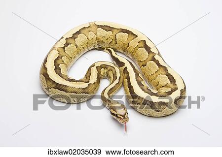 "Vanilla Cream Ball Python or Royal Python (Python regius), male" View Large Photo Image Stock Photo - "Vanilla Cream Ball Python or Royal Python (Python regius), male". Fotosearch