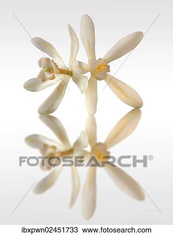 Vanilla flowers View Large Photo Image Stock Image - Vanilla flowers. Fotosearch