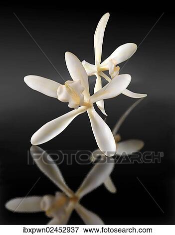 Vanilla flowers View Large Photo Image Stock Photo - Vanilla flowers. Fotosearch