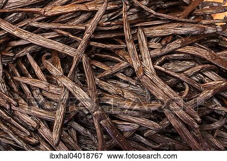 "Vanilla pods (Vanilla planifolia), Reunion, France, Africa" View Large Photo Image Stock Photo - "Vanilla pods (Vanilla planifolia), Reunion, France, Africa". Fotosearch