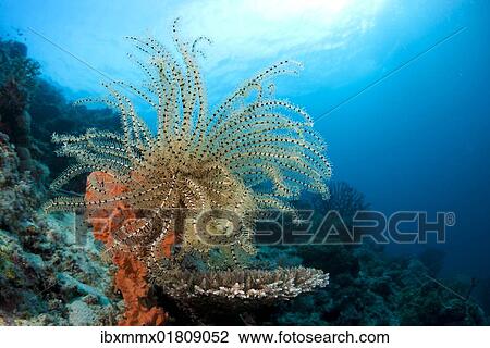 "Variable Bushy Feather Star (Comanthina schlegeli), Lingganay, Leyte, Philippines, Asia" View Large Photo Image Stock Image - "Variable Bushy Feather Star (Comanthina schlegeli), Lingganay, Leyte, Philippines, Asia". Fotosearch