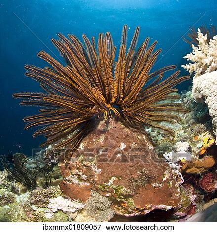 Stock Photo - "Variable Bushy Feather Star (Comanthina schlegeli), Philippines, Asia". Fotosearch