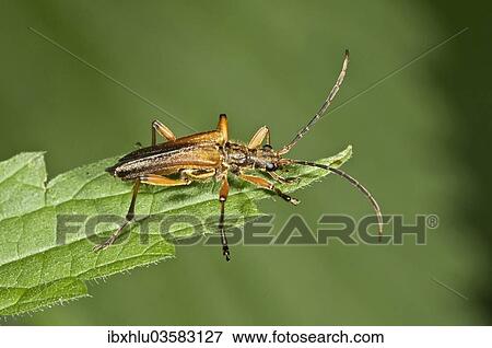 "Variable Longhorn Beetle (Stenocorus meridianus), Neubronn, Abtsgmuend, Baden-Wurttemberg, Germany, Europe" View Large Photo Image Stock Photo - "Variable Longhorn Beetle (Stenocorus meridianus), Neubronn, Abtsgmuend, Baden-Wurttemberg, Germany, Europe". Fotosearch