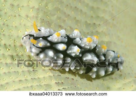 "Varicose Wart Slug (Phyllidia varicosa), Bohol Sea, Philippines, Asia" View Large Photo Image Stock Image - "Varicose Wart Slug (Phyllidia varicosa), Bohol Sea, Philippines, Asia". Fotosearch
