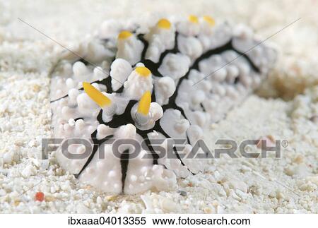 "Varicose Wart Slug (Phyllidia varicosa), Bohol Sea, Philippines, Asia" View Large Photo Image Stock Photography - "Varicose Wart Slug (Phyllidia varicosa), Bohol Sea, Philippines, Asia". Fotosearch