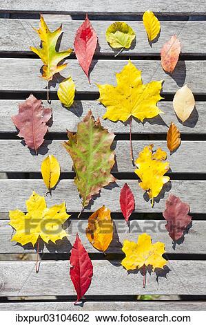 "Various autumn leaves, oak, maple, wild wine, beech, lime, wild apple, Germany, Europe" View Large Photo Image Stock Image - "Various autumn leaves, oak, maple, wild wine, beech, lime, wild apple, Germany, Europe". Fotosearch