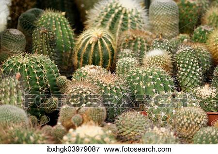 "Various cacti, Mammillaria species and Golden Barrel Cacti or Mother-in-Law's Cushions (Echinocactus grusonii)" View Large Photo Image Stock Photo - "Various cacti, Mammillaria species and Golden Barrel Cacti or Mother-in-Law's Cushions (Echinocactus grusonii)". Fotosearch