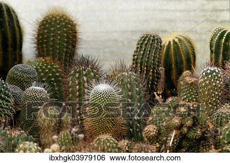 Various cacti View Large Photo Image Stock Photograph - Various cacti. Fotosearch