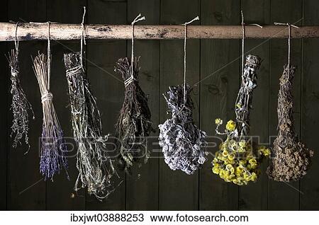 "Various herbal bouquets, hung out to dry" View Large Photo Image Stock Image - "Various herbal bouquets, hung out to dry". Fotosearch