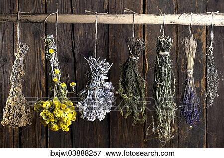 "Various herbal bouquets, hung out to dry" View Large Photo Image Stock Photo - "Various herbal bouquets, hung out to dry". Fotosearch