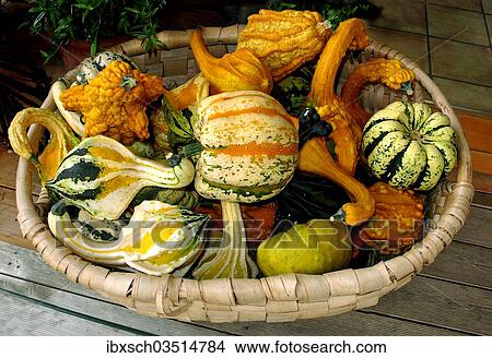 "Various ornamental gourds in a basket, Bavaria, Germany, Europe" View Large Photo Image Picture - "Various ornamental gourds in a basket, Bavaria, Germany, Europe". Fotosearch