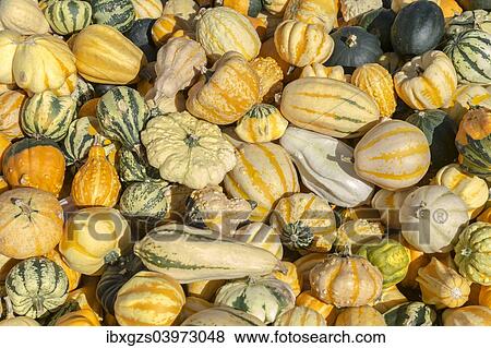 Stock Photo - "Various pumpkins, Austria, Europe". Fotosearch