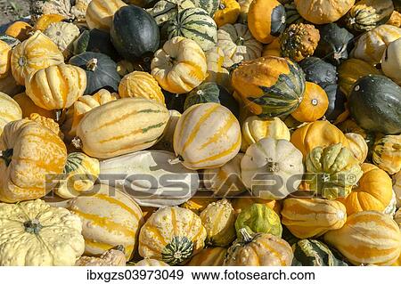 "Various pumpkins, Austria, Europe" View Large Photo Image Stock Photo - "Various pumpkins, Austria, Europe". Fotosearch