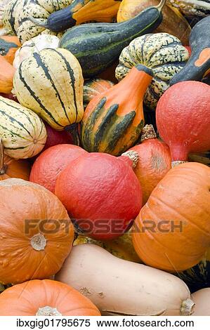 Stock Photography - Various pumpkins. Fotosearch