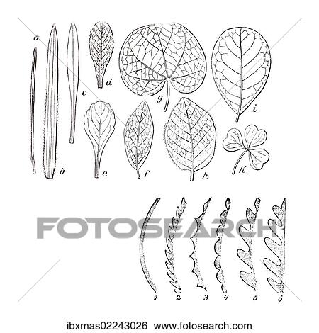 Stock Photograph - "Various shapes of leaves, illustration". Fotosearch