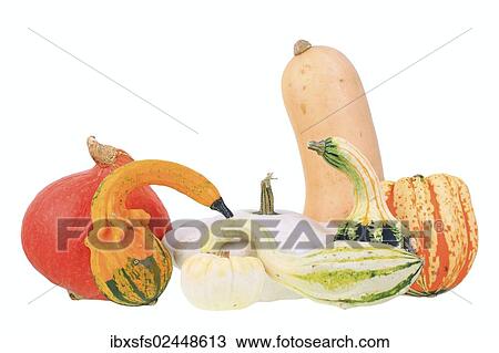 Stock Image - "Various types of squashes or pumpkins, """"Hokkaido"""" pumpkin, """"butternut"""" squash, """"baby boo"""" bottleneck gourd, """"Autumn Wings"""", """"patty pan"""" squash, """"UFO"""" pumpkin". Fotosearch