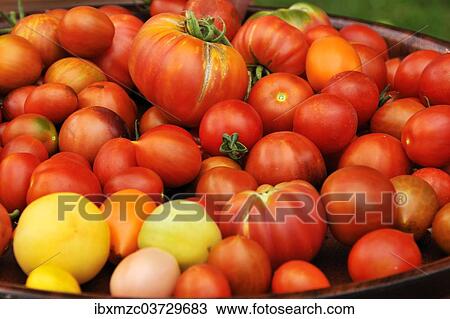 "Various types of Tomatoes (Solanum lycopersicum) on a tray, Lower Saxony, Germany, Europe" View Large Photo Image Stock Image - "Various types of Tomatoes (Solanum lycopersicum) on a tray, Lower Saxony, Germany, Europe". Fotosearch