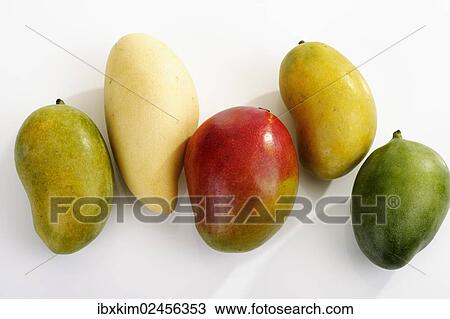 Stock Image - Various varieties of Mango (Mangifera indica). Fotosearch