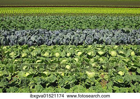 "Vegetable field with Savoy cabbage, white cabbage and red cabbage" View Large Photo Image Picture - "Vegetable field with Savoy cabbage, white cabbage and red cabbage". Fotosearch