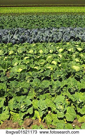"Vegetable field with Savoy cabbage, white cabbage and red cabbage" View Large Photo Image Stock Image - "Vegetable field with Savoy cabbage, white cabbage and red cabbage". Fotosearch