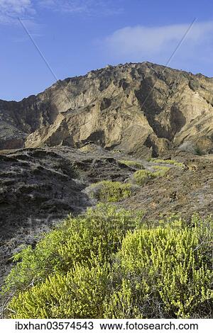 Stock Image - "Vegetation at Punta Pitt, San Cristobal Island, Galapagos Islands, Ecuador, South America". Fotosearch