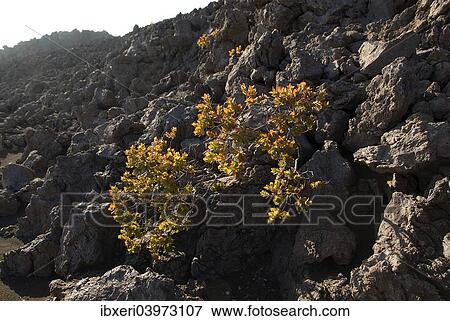Stock Photo - "Vegetation growing on lava, Big Island, Hawaii, United States, North America". Fotosearch