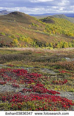 "Vegetation in autumn colours, Vindelfjallen, Vasterbotten County, Sweden, Europe" View Large Photo Image Stock Photo - "Vegetation in autumn colours, Vindelfjallen, Vasterbotten County, Sweden, Europe". Fotosearch