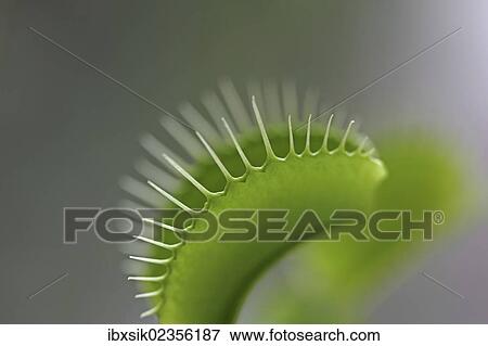 "Venus flytrap (Dionaea muscipula), close-up" View Large Photo Image Stock Photo - "Venus flytrap (Dionaea muscipula), close-up". Fotosearch