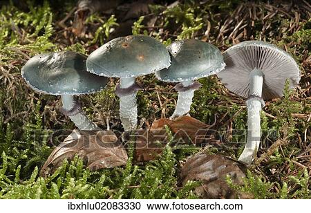 "Verdigris Agaric (Stropharia aeruginosa), Untergroeningen, Baden-Wuerttemberg, Germany, Europe" View Large Photo Image Stock Image - "Verdigris Agaric (Stropharia aeruginosa), Untergroeningen, Baden-Wuerttemberg, Germany, Europe". Fotosearch