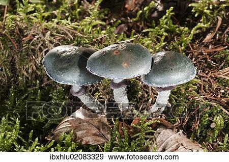 "Verdigris Agaric (Stropharia aeruginosa), Untergroeningen, Baden-Wuerttemberg, Germany, Europe" View Large Photo Image Stock Photo - "Verdigris Agaric (Stropharia aeruginosa), Untergroeningen, Baden-Wuerttemberg, Germany, Europe". Fotosearch
